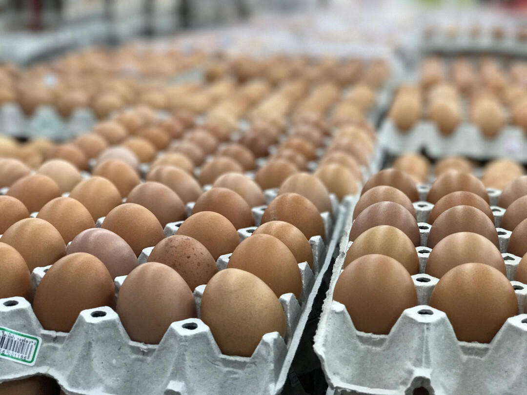 eggs market