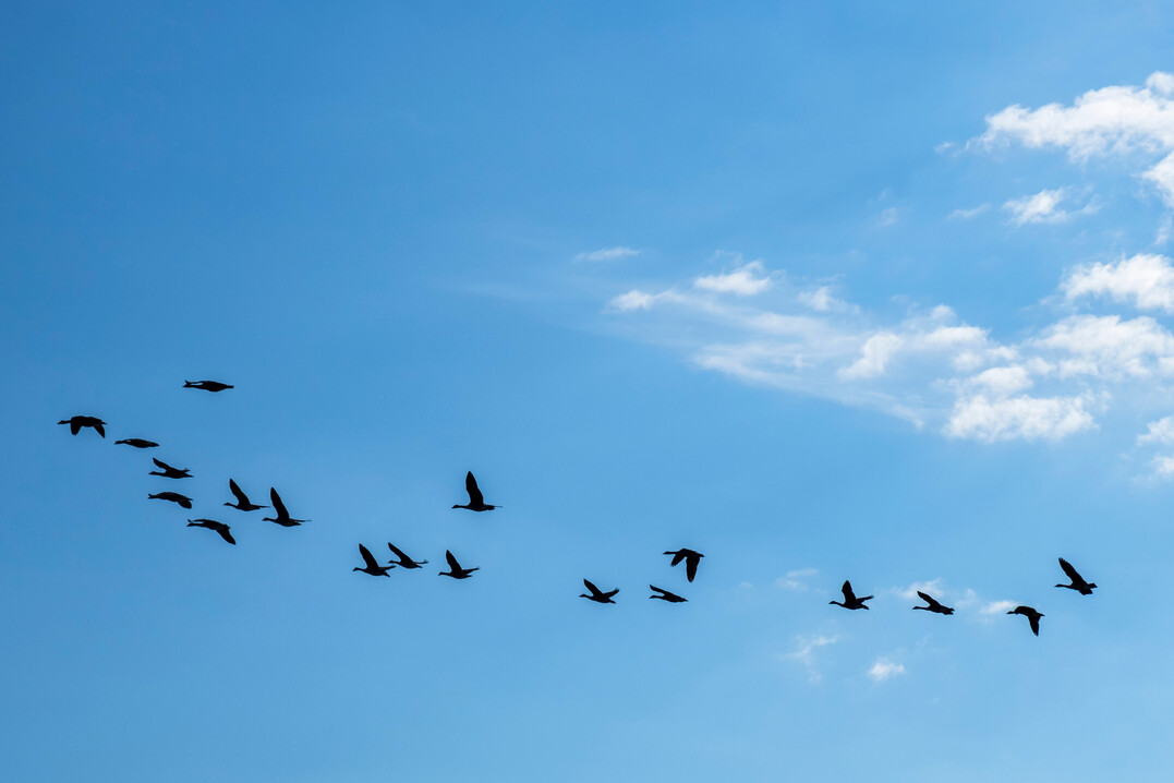 Mit den Vogelzgen im Herbst verbreitet sich die hochpathogene Avire Influenza (HPAI) wieder strker.