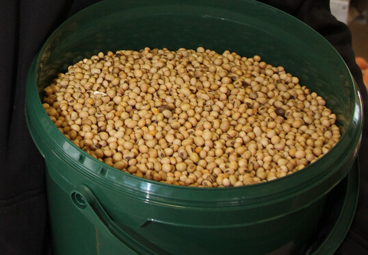 Im Vorfeld der EU-Entwaldungsverordnung f�llten Importeure ihre Lager mit Sojabohnen. Die meiste Ware kam aus Brasilien.  