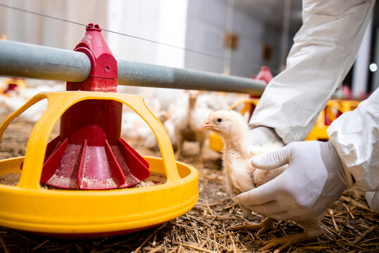 In der Geflgelhaltung ist der Antibiotikaverbrauch in den letzten zehn Jahren deutlich zurckgegangen.