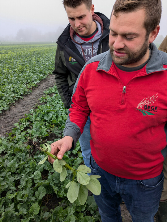 Landwirt Lukas Bidmon zeigt, wie sich an den Wurzeln der Ackerbohnen im Rapsfeld Knllchenbakterien zur Stickstofffixierung gebildet haben.