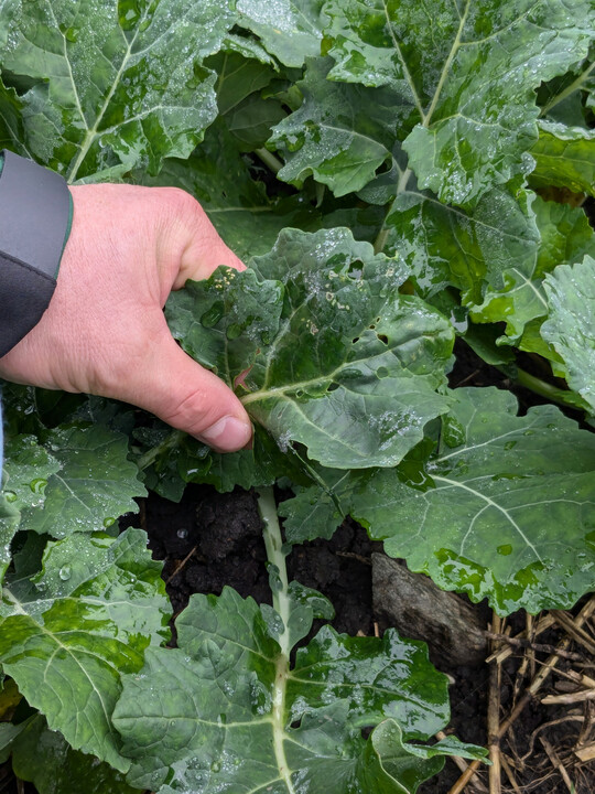 Michael Ziesel vom Landwirtschaftsamt Biberach stellte fest, dass mehr Lochfra in der Anbauvariante ohne Begleitpflanzen zu sehen war.