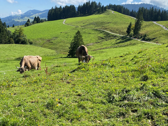Khe auf einer Weide im bayerischen Voralpenland.