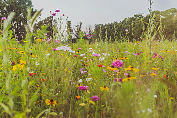 Patenschaften fr Blumenwiesen sind bei verschiedenen Anbietern mglich.
