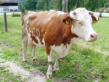 Gesund und fit alt werden: Die Nutzungsdauer und Körpermasse entscheiden bei Fleckviehkühen über die Wirtschaftlichkeit.