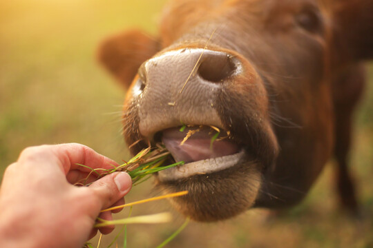 Hand, die Kuh mit Gras fttert