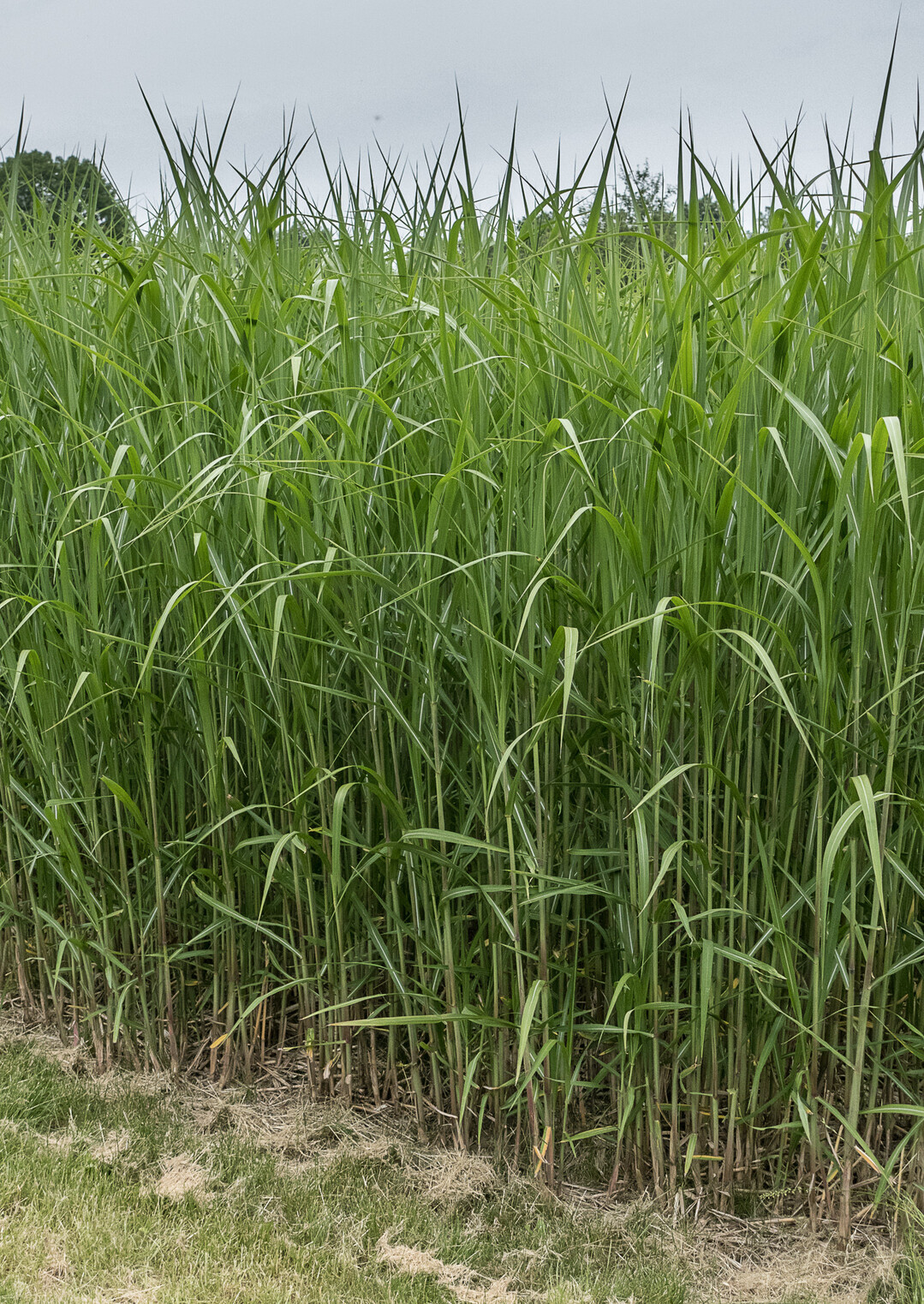 Als Pflanze mit effizienter Biomasseproduktion bietet Miscanthus großes Potenzial für nachwachsende Rohstoffe.