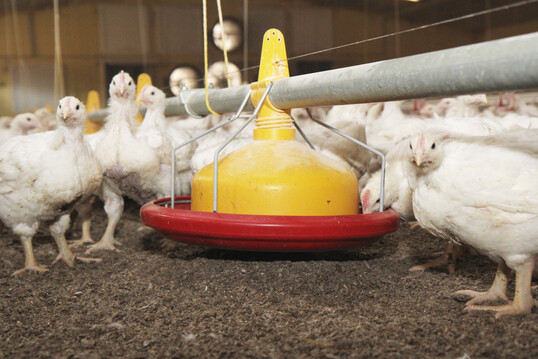 Eine Studie aus Japan zeigt, dass essenzielle Aminosäuren in proteinreduziertem Futter Wachstumsverluste bei Masthähnchen ausgleichen und Stickstoffemissionen reduzieren können.