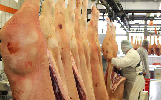 Schweinefleisch: Transporte nach Italien wurden leicht ausgebaut, whrend in den Niederlanden rund ein Zehntel weniger deutsches Schweinefleisch ankam. 