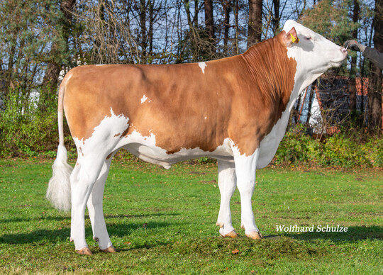 Woodland PP (Woozle x Weidwerk) mit einem GZW von 136 ist ein neuer reinerbiger Hornlosbulle. Er kombiniert hohe Leistung mit sehr guten Fitnesswerten und einer daraus resultierenden hohen Nutzungsdauer.