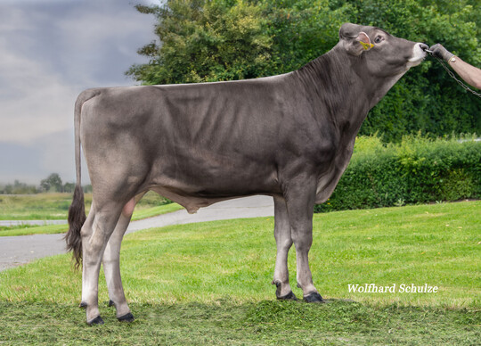 Der Brown Swiss-Bulle verfgt ber einen Gesamtzuchtwert (GZW) von 152. Er fhrt das aktuelle Dezember-Ranking an.