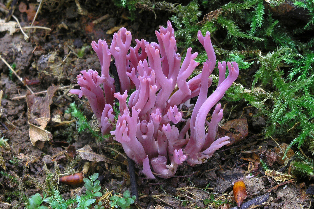 Amethystfarbene Wiesenkoralle