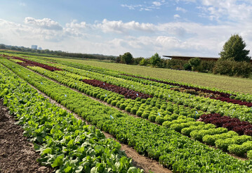 Das Bundesministerium für Ernährung und Landwirtschaft (BMEL) fördert Forschungsvorhaben zu Pflanzenschutzverfahren im Acker- und Gemüsebau mit konservierender und erosionsmindernder Bodenbearbeitung sowie in Dauerkulturen.