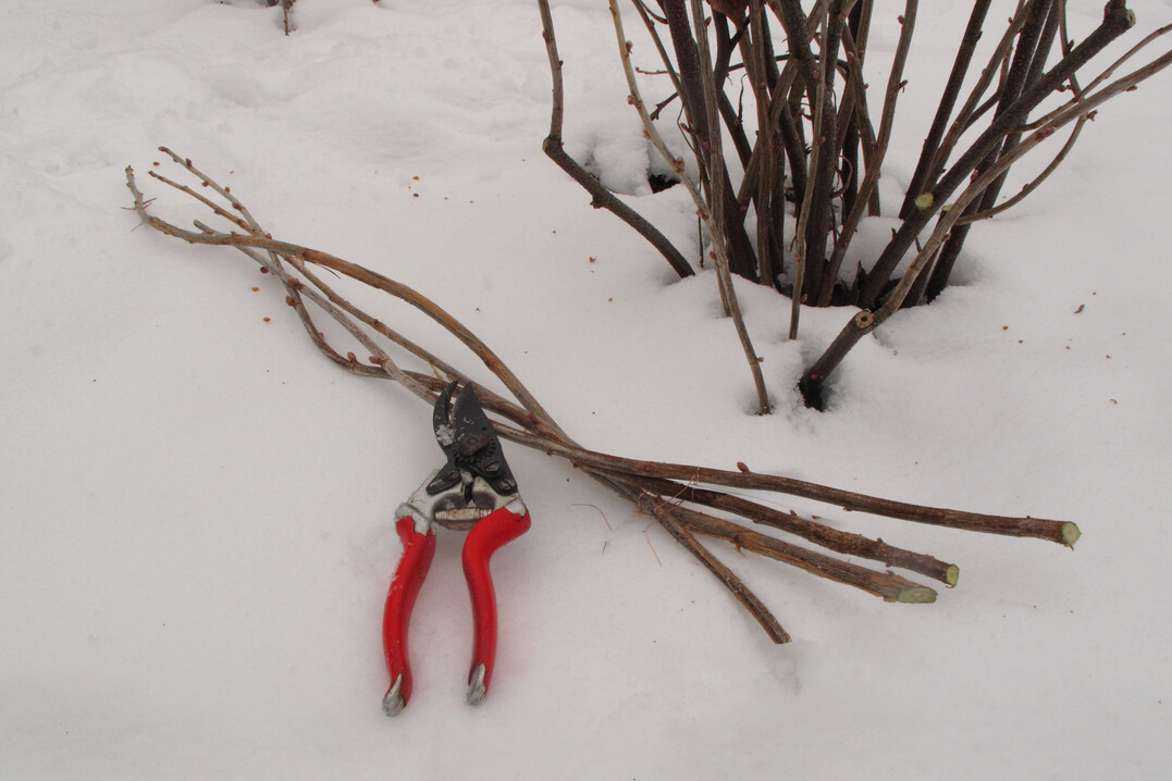 Zu den Winterarbeiten im Obstgarten gehört es, Steckholz zur Vermehrung zu schneiden, wie hier bei Johannisbeere.