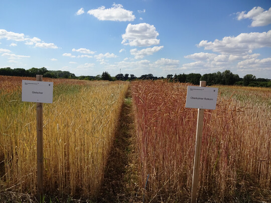 Der Durchschnittsertrag über alle Standorte lag 2024 bei 36,4 dt/ha und somit deutlich unter den Erträgen des Vorjahres.