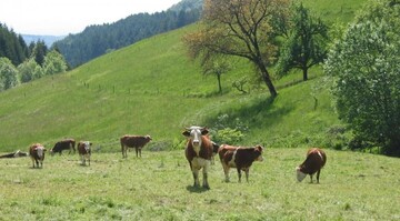 Das Land will natrliche Standortnachteile und Bewirtschaftungserschwernisse auf Grnlandstandorten strker ausgleichen.