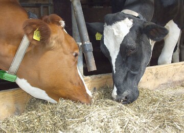 Die Bauernverbnde und Landwirtschaftsministerien in Sddeutschland setzen auf die Frderung von Laufstllen und lehnen gesetzliche Verbote der Anbindehaltung ab.der Weiterentwicklung