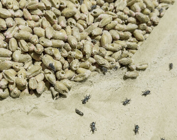 Kornkäfer können schwere Schäden an gelagertem Getreide verursachen.