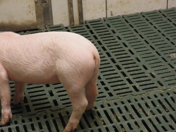 Damit sich Ferkel nicht gegenseitig in den Schwanz beien, ist eine attraktive Stallumgebung mit berschaubaren Gruppengren ntig.