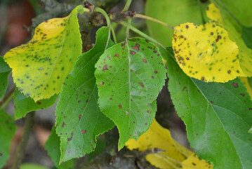 Erste Symptome: braune, kleine Blattflecken mit zum Teil dunklem Rand auf zunächst grünen Blättern, die im weiteren Krankheitsverlauf vergilben.