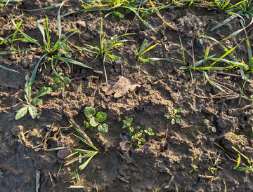 Schauen Sie schon jetzt, welche Unkräuter in Ihrem Wintergetreide vorkommen.