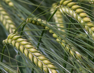 Die Höhe der N-Düngung zu Sommergerste muss wohlüberlegt sein, um Qualität und Ertragshöhe zu optimieren.
