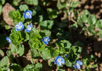 Persischer Ehrenpreis ist ein häufig vorkommendes Unkraut.