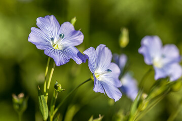 Leider gibt es nur relativ wenige llein-Sorten auf dem Markt.