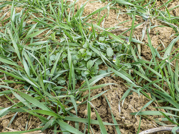 Achten Sie im Getreide auf eine strandortangepasste Bestandesdichte und eine frühe Regulierung der Unkräuter.