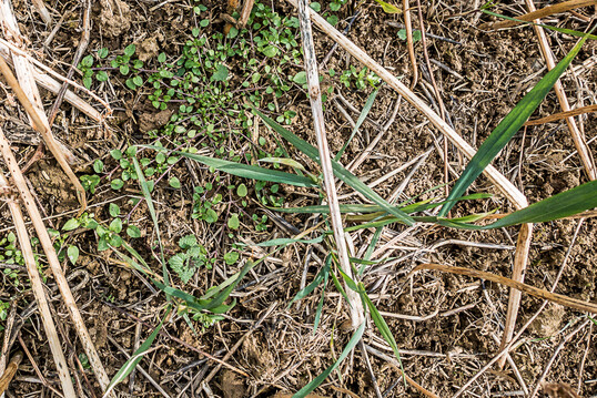 Unkruter und Ausfallgetreide auf Mulchsaatflchen sollten vor der folgenden Aussaat bekmpft werden.