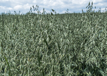 Achten Sie auf eine ausreichende Versorgung des Hafers mit Kupfer und Mangan.