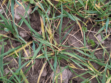 Die Ursache für Blattaufhellungen in Weizenbeständen sollte geklärt werden.