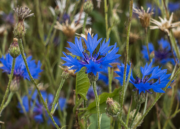 Korbbltler wie die Kornblume knnen im Getreide mit Tribenuron erfasst werden. 