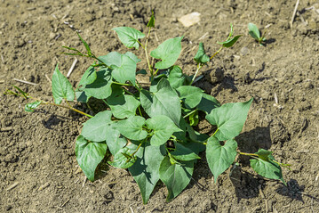 Der Windenknöterich ist ein in Sommerungen häufig anzutreffendes Unkraut.
