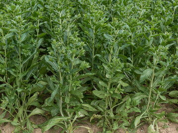 Saflor kann eine interessante Nischenkultur sein.