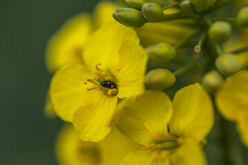 Der Rapsglanzkfer ist eher ein Ntzling als ein Schdling, sobald die ersten Blten geffnet sind.