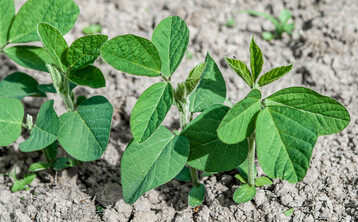 Entscheidend für einen optimalen Feldaufgang bei Sojabohnen ist die richtige Saattiefe.