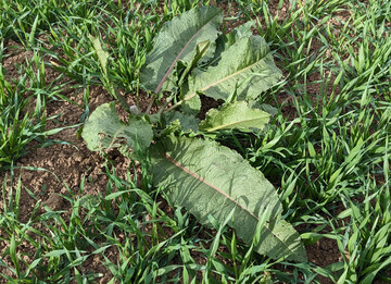 Ampfer sollte auch im Getreide unbedingt kontrolliert werden.