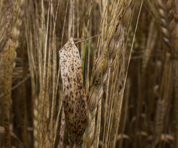 Ramularia ist die gefährlichste Krankheit der Wintergerste in Süddeutschland.