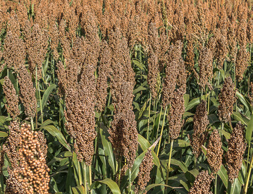 Sorghum ist auf heien und drregeplagten Standorten eine gut Alternative zu Mais.