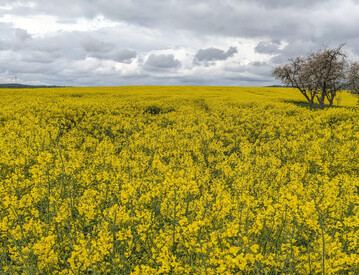 Frost während der Blüte kann bei Raps zu erheblichen Ertragseinbußen führen.
