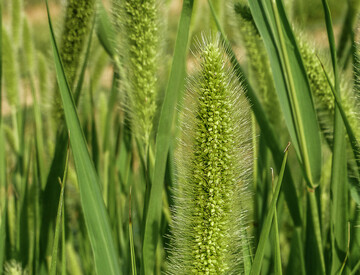 Die Grüne Borstenhirse ist ein problematisches Ungras in vielen Sommerungen.