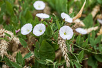 Die Ackerwinde ist ein nur schwer zu kontrollierendes Unkraut.