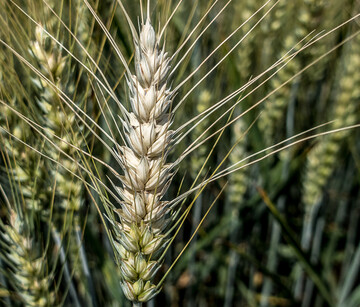 Für zahlreiche Betriebe ist Fusarium die bedeutendste Krankheit im Weizenanbau.