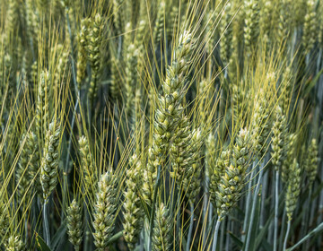 Fusarium wird von vielen Betrieben als wichtigste Weizenkrankheit angesehen.