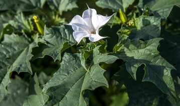 Wird er verfüttert, können die hochgiftigen Alkaloide des Gemeinen Stechapfels zu schweren Vergiftungen bis hin zum Tode führen.