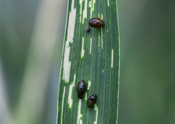 Die Larven des Getreidehähnchens fallen durch ihren streifenförmigen Fraß auf den Blättern schnell ins Auge.