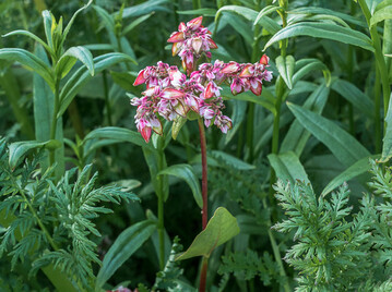 Der erfolgreiche Anbau von Zwischenfrüchten beginnt schon lange vor der eigentlichen Aussaat.