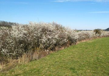 Hecken und Feldgehölze sind wichtige Bestandteile der Agrarlandschaft.