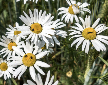 Rapsglanzkfer sind im Sommer hufig auf Blten zu finden.